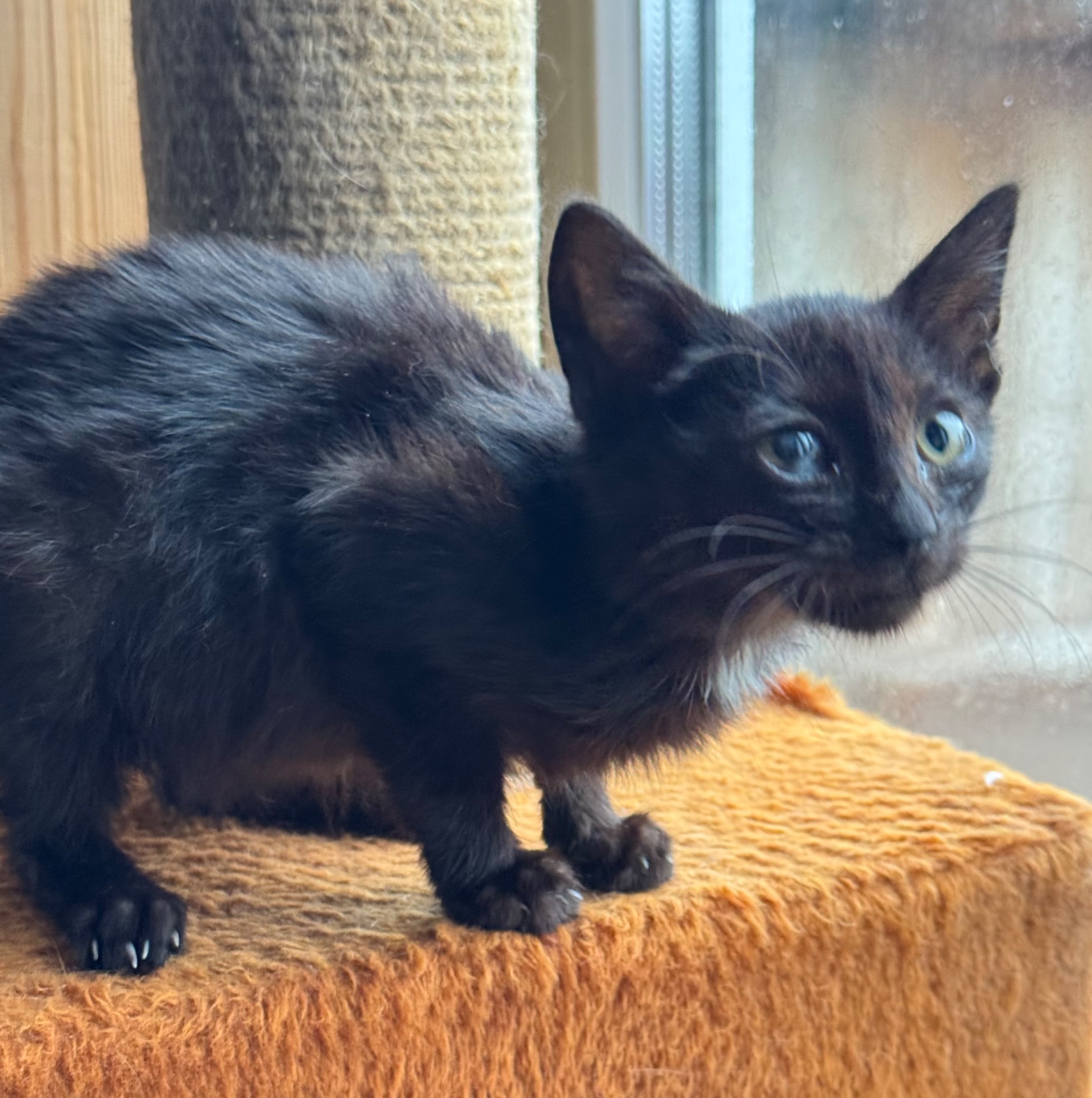 Маленьке кошеня хлопчик