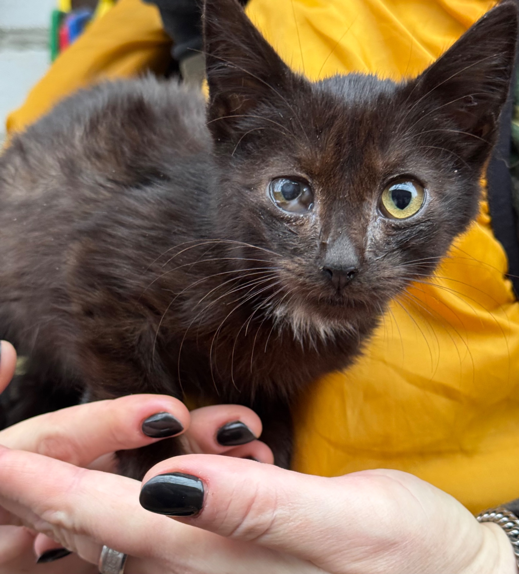 Маленьке кошеня хлопчик