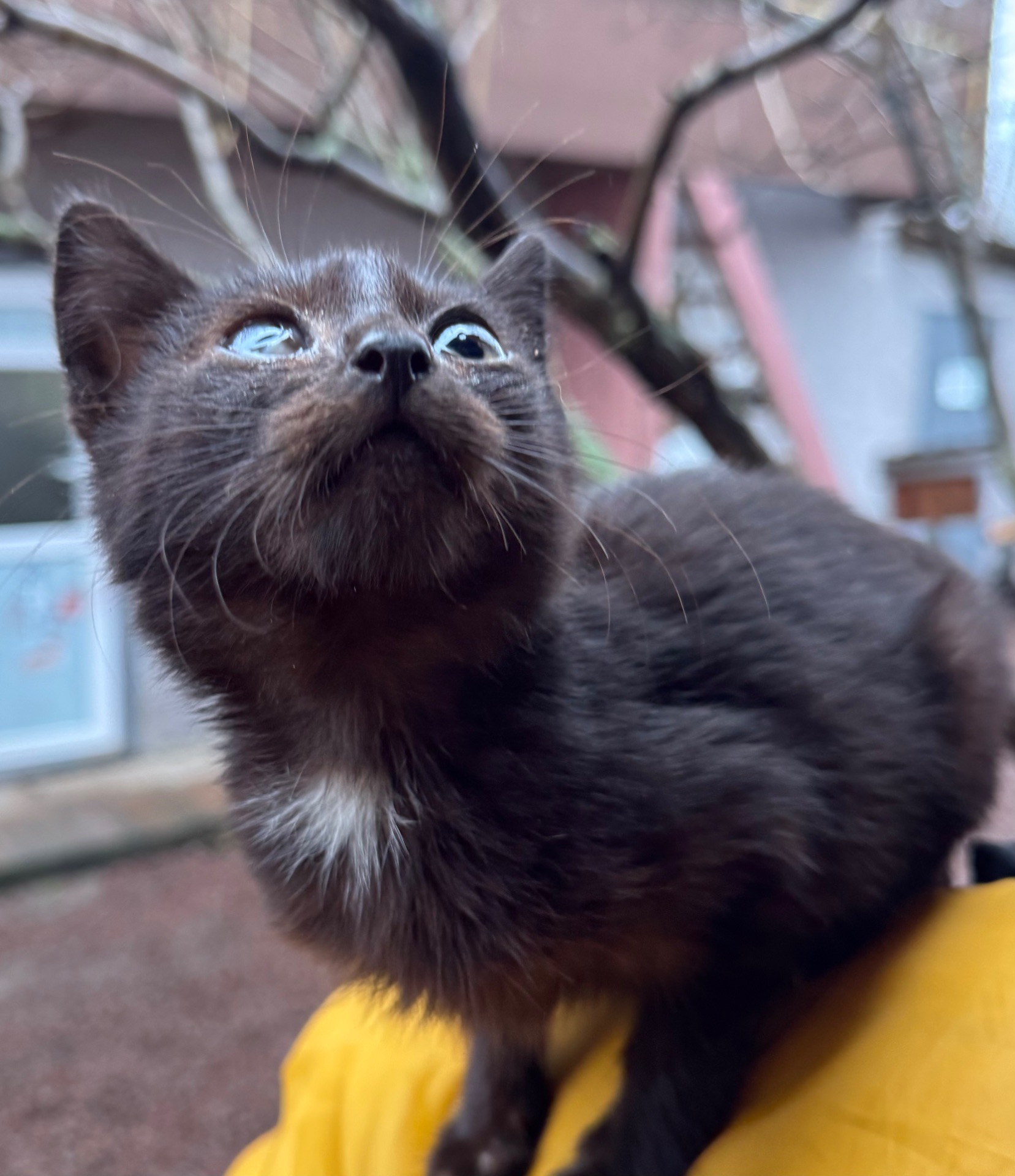 Маленьке кошеня хлопчик