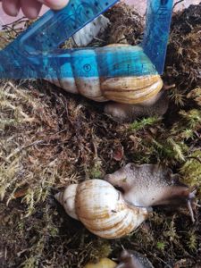 Пара Дорослих Ахатин