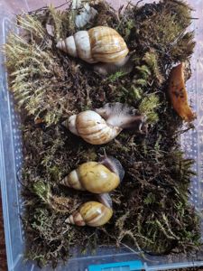 Пара Дорослих Ахатин