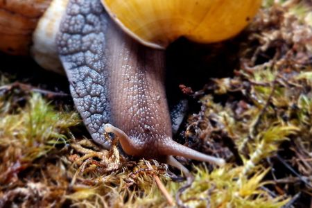 Пара Дорослих Ахатин