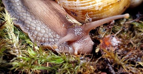 Пара Дорослих Ахатин