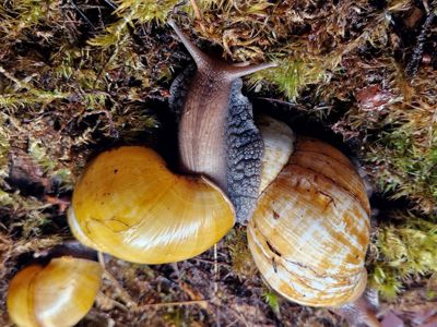 Пара Дорослих Ахатин