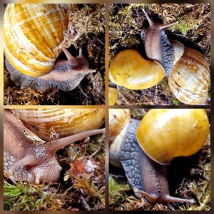 Пара Дорослих Ахатин