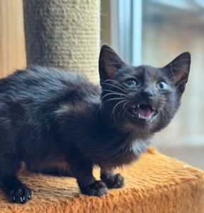 Маленьке кошеня хлопчик