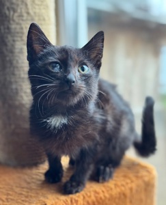 Маленьке кошеня хлопчик