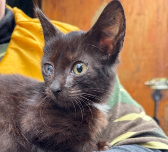 Маленьке кошеня хлопчик