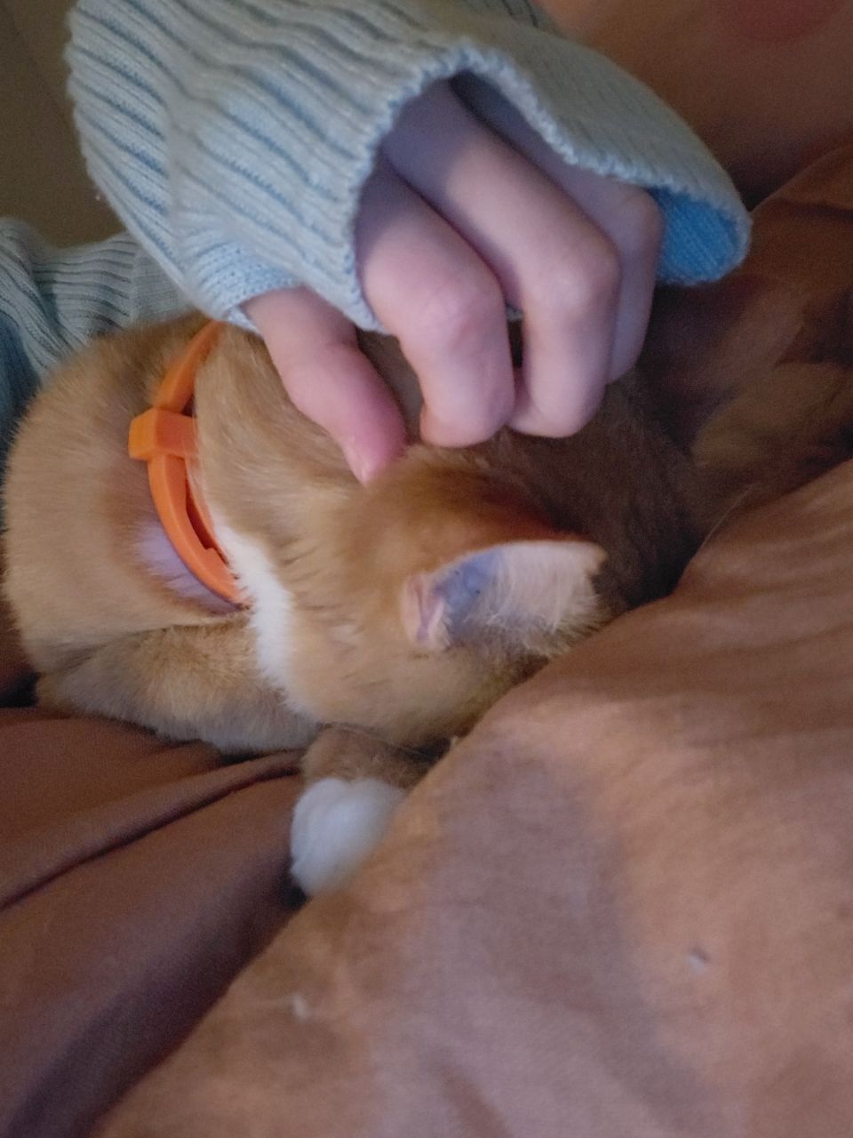 Кот/Кіт Рыжий, Сатик