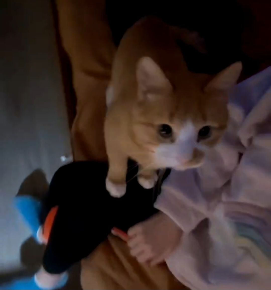 Кот/Кіт Рыжий, Сатик