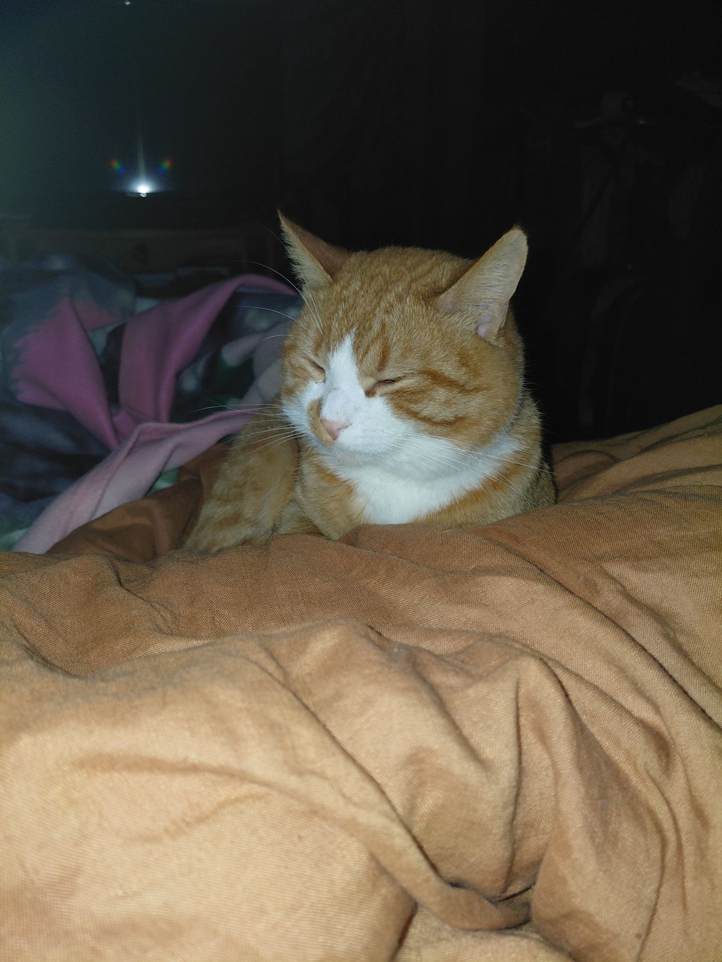 Кот/Кіт Рыжий, Сатик