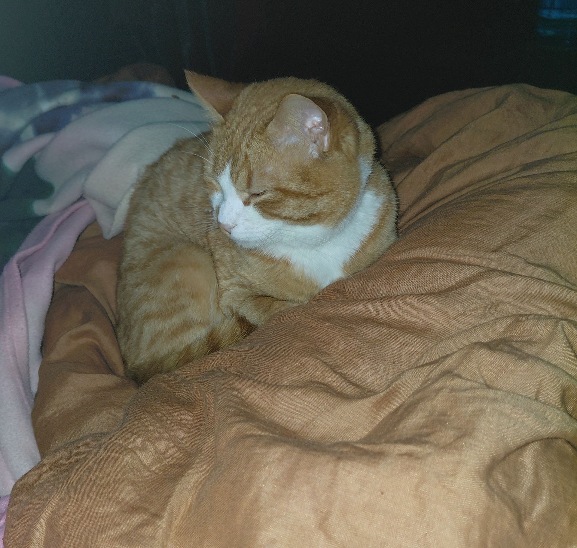 Кот/Кіт Рыжий, Сатик