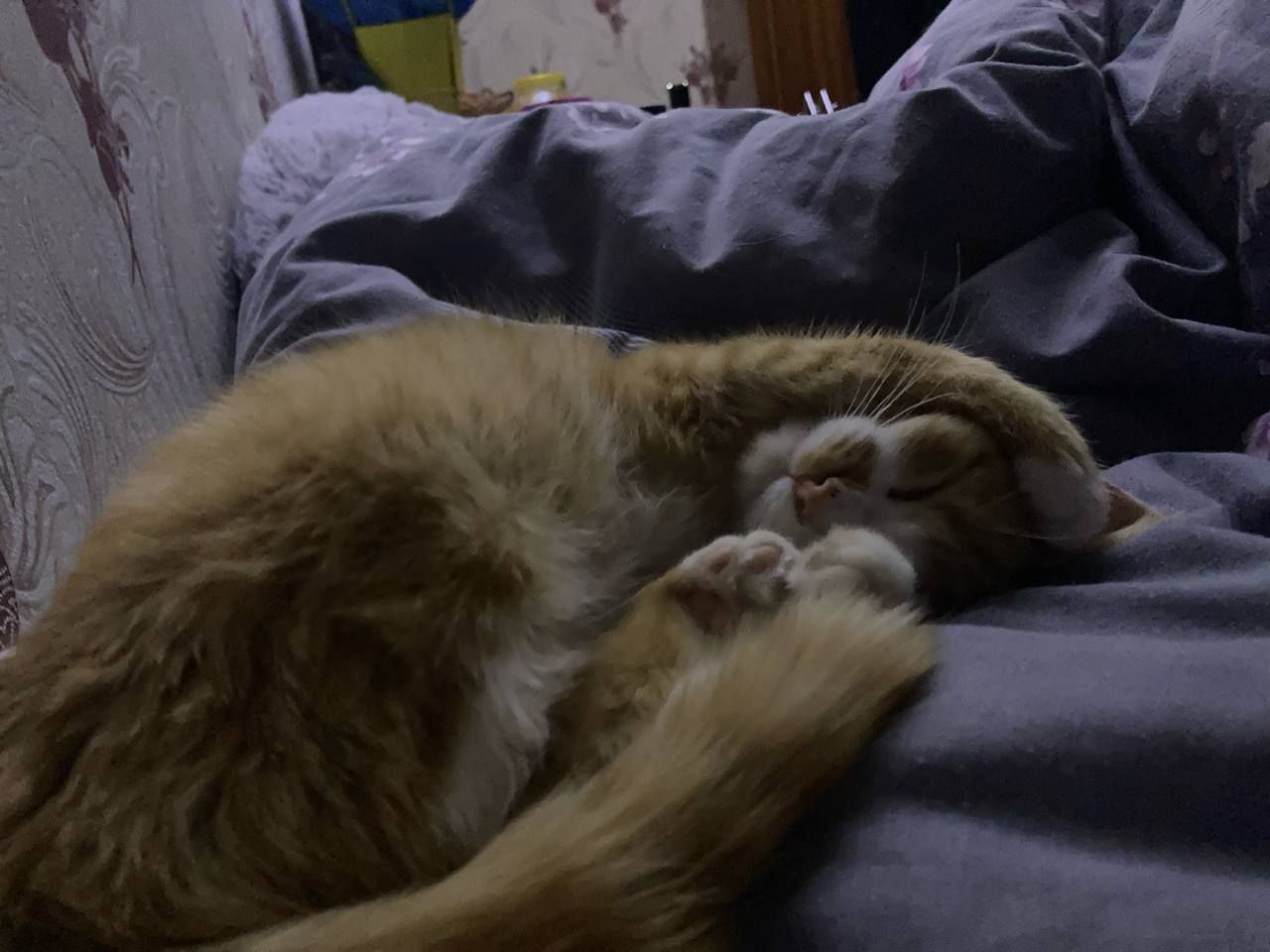 Кот/Кіт Рыжий, Сатик