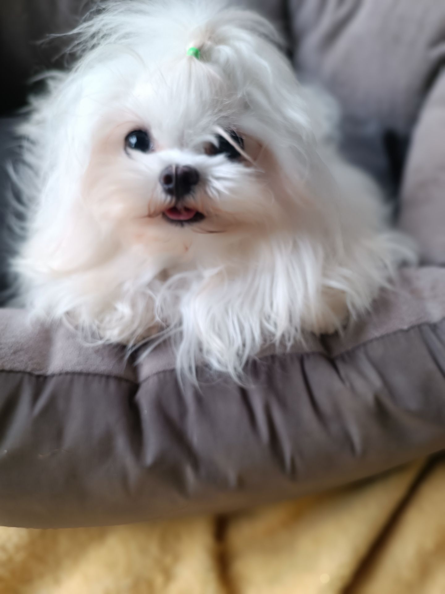 Дівчинка Мальтезе