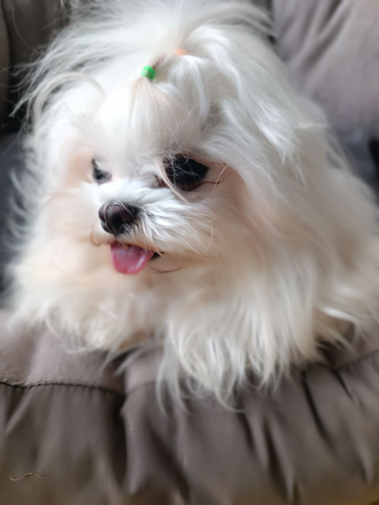 Дівчинка Мальтезе