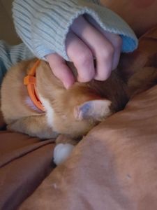 Кот/Кіт Рыжий, Сатик