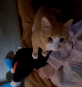 Кот/Кіт Рыжий, Сатик