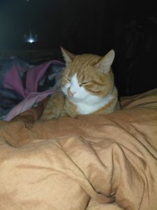 Кот/Кіт Рыжий, Сатик