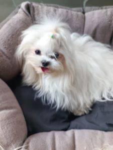 Дівчинка Мальтезе