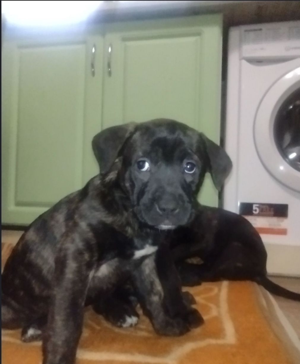 цуценята Кане Корсо