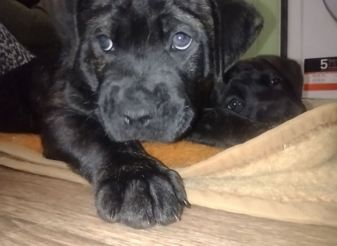 цуценята Кане Корсо