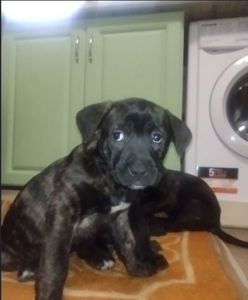 цуценята Кане Корсо