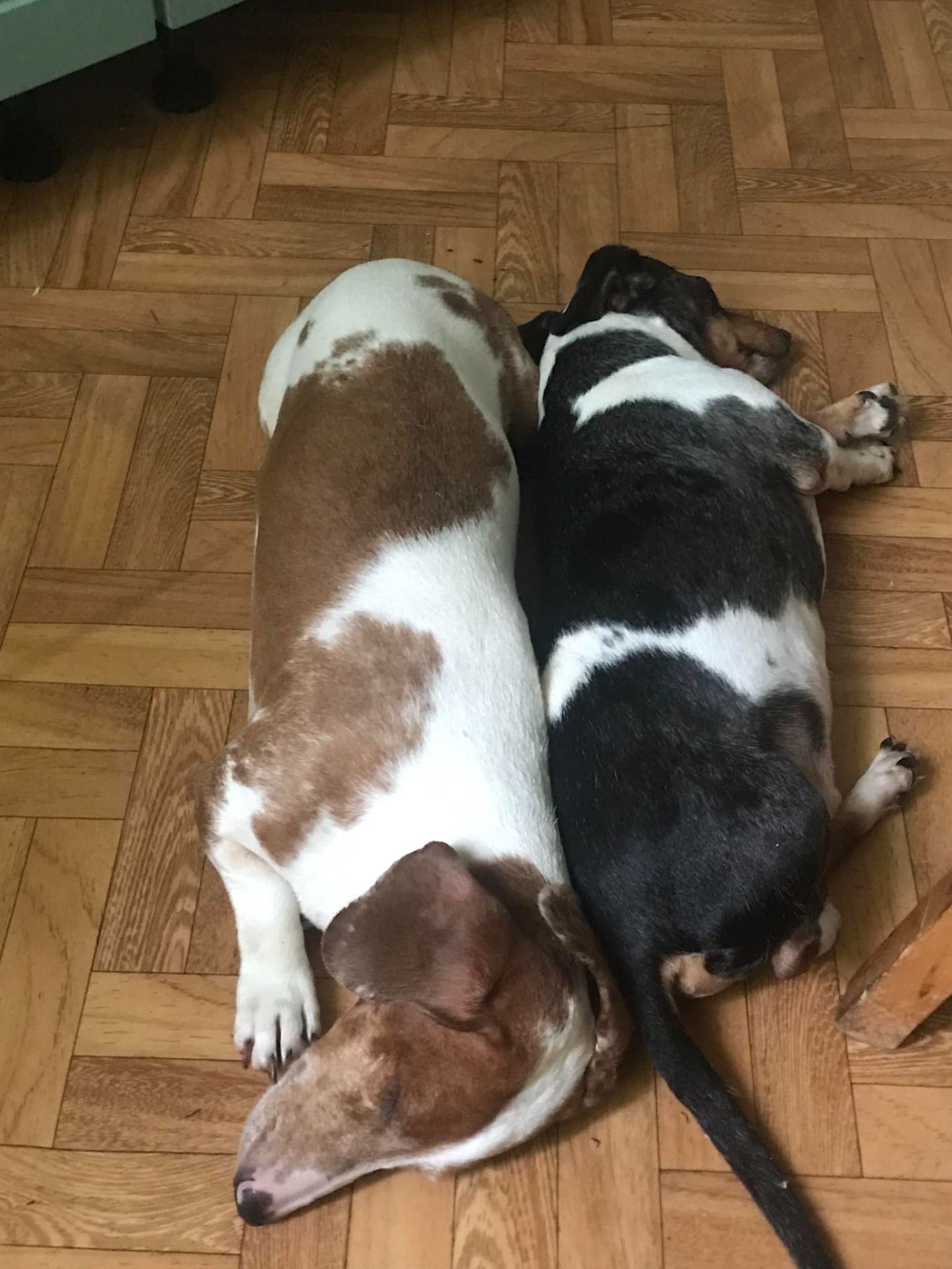 Сліпа такса Діна, 9 років