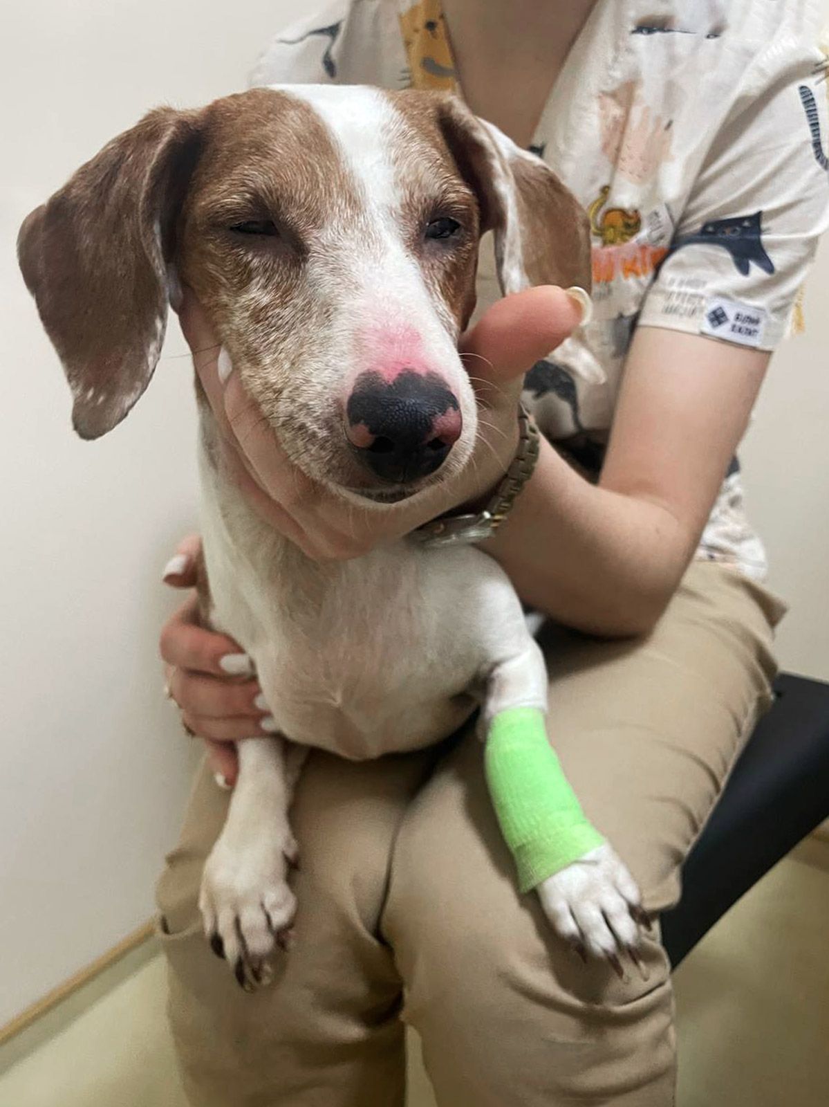 Сліпа такса Діна, 9 років