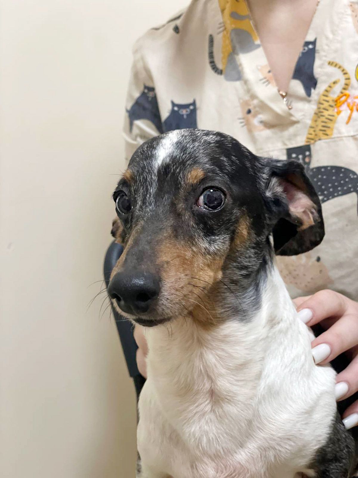 Такса Дабл, 9 років