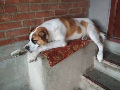 Алабай Рекс з Костянтинівки