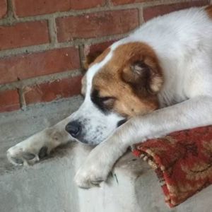 Алабай Рекс з Костянтинівки