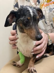 Такса Дабл, 9 років