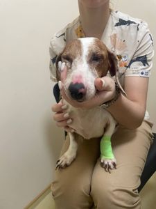 Сліпа такса Діна, 9 років