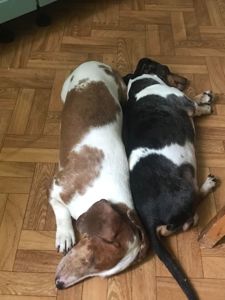 Сліпа такса Діна, 9 років