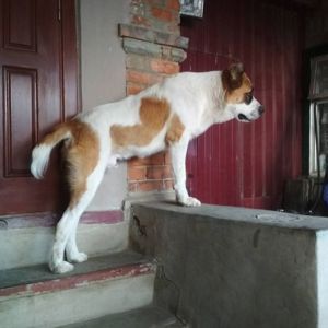 Алабай Рекс з Костянтинівки