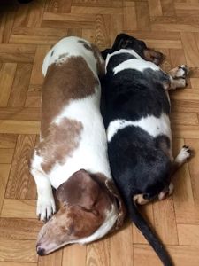 Такса Дабл, 9 років