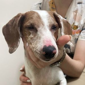 Сліпа такса Діна, 9 років