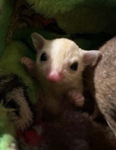 Цукровий посум (білка летяга)