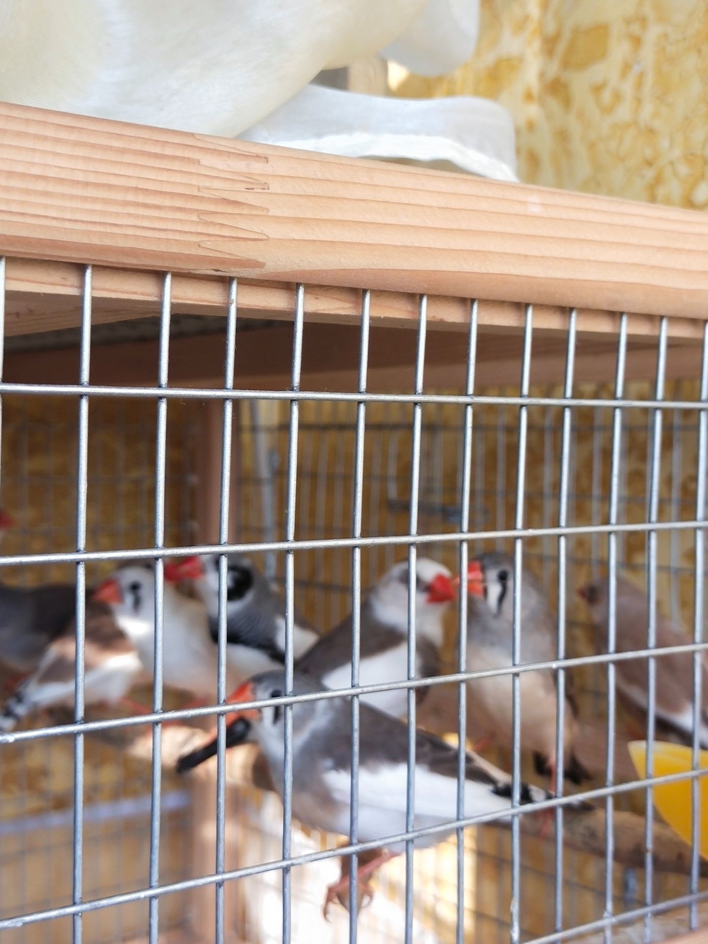 Зебровые амадины