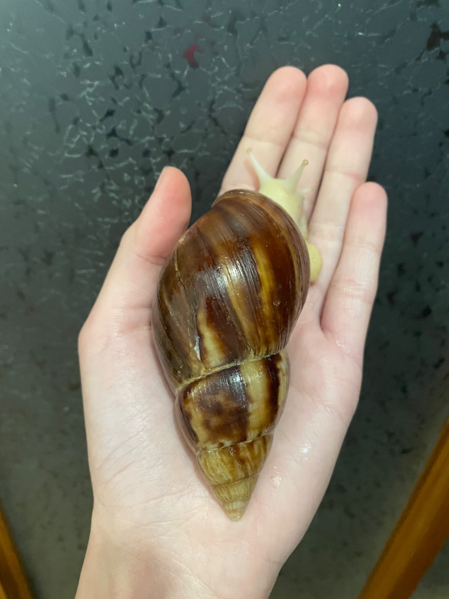 Косметичний равлик