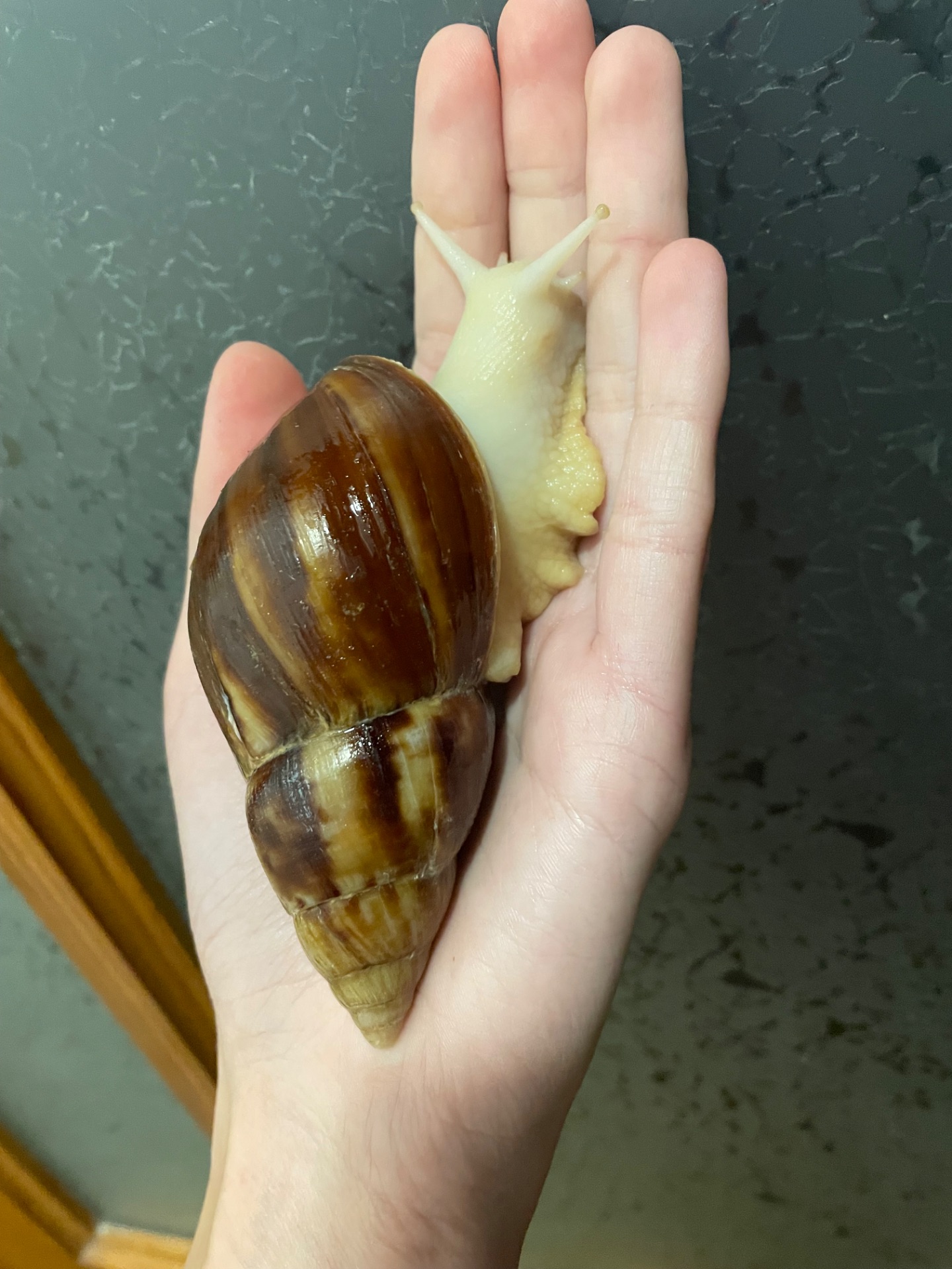 Косметичний равлик