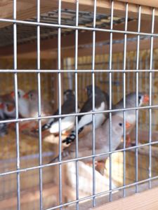 Зебровые амадины