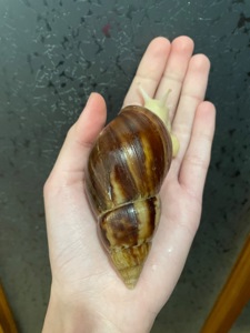 Косметичний равлик