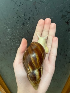 Косметичний равлик