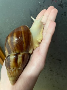 Косметичний равлик