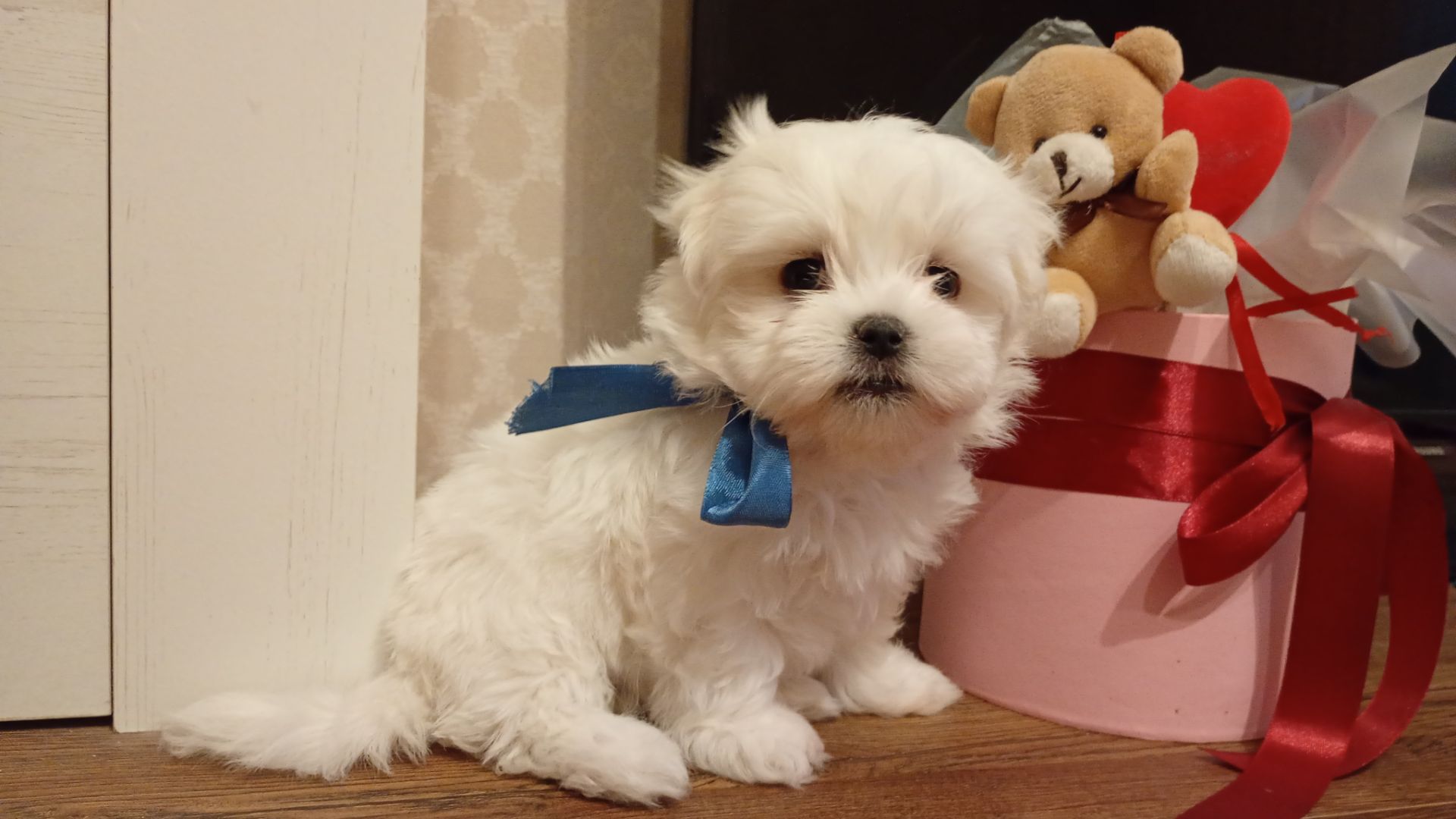 Мальтійська болонка цуценята