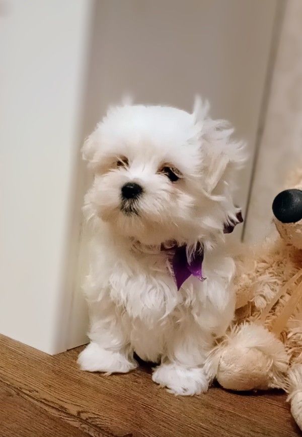 Мальтійська болонка цуценята