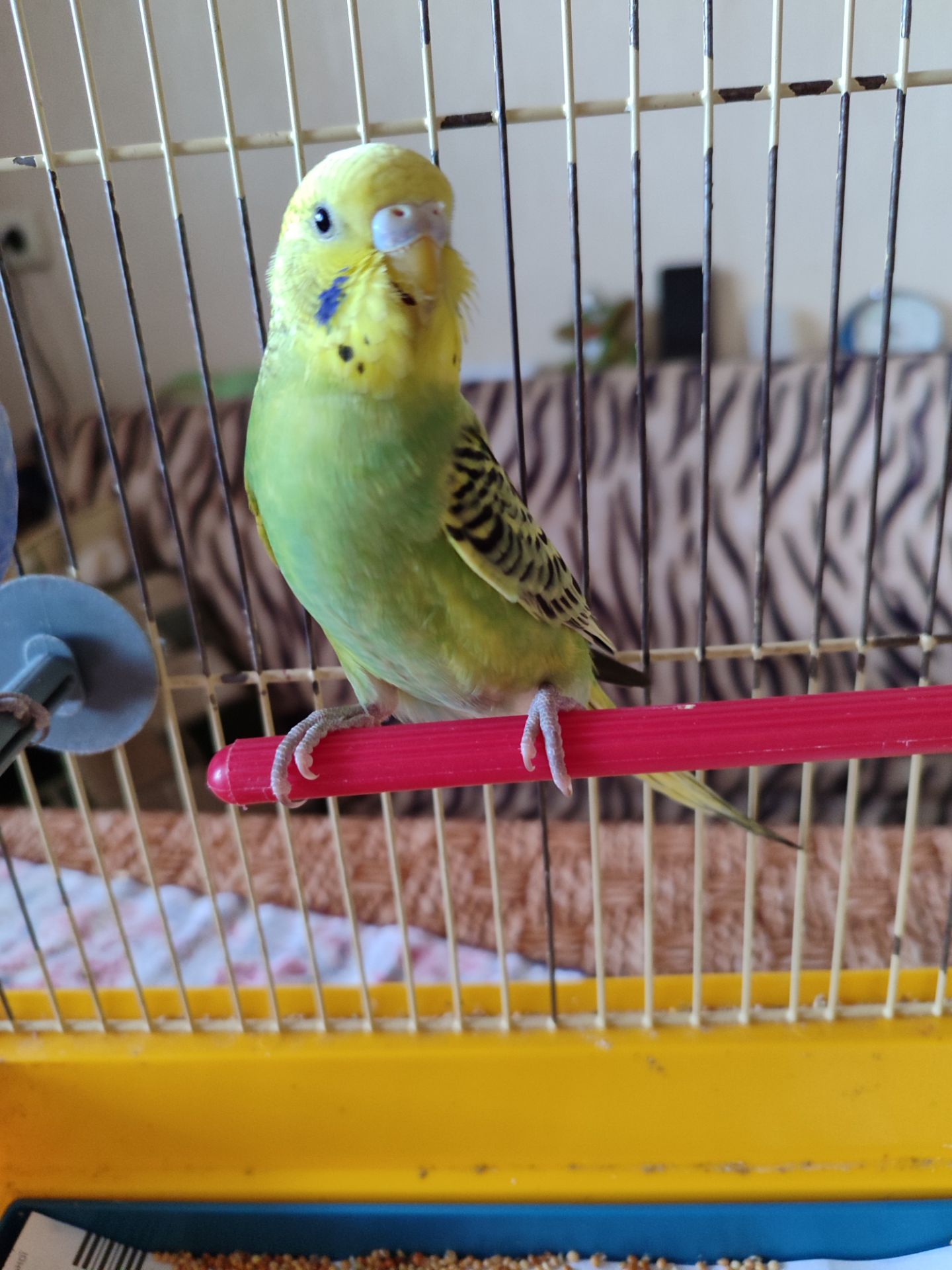 Молодой волнистый попугай, девочка