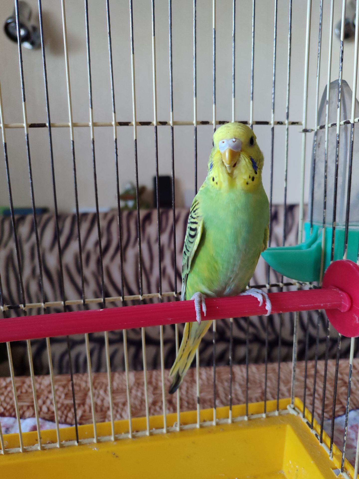 Молодой волнистый попугай, девочка