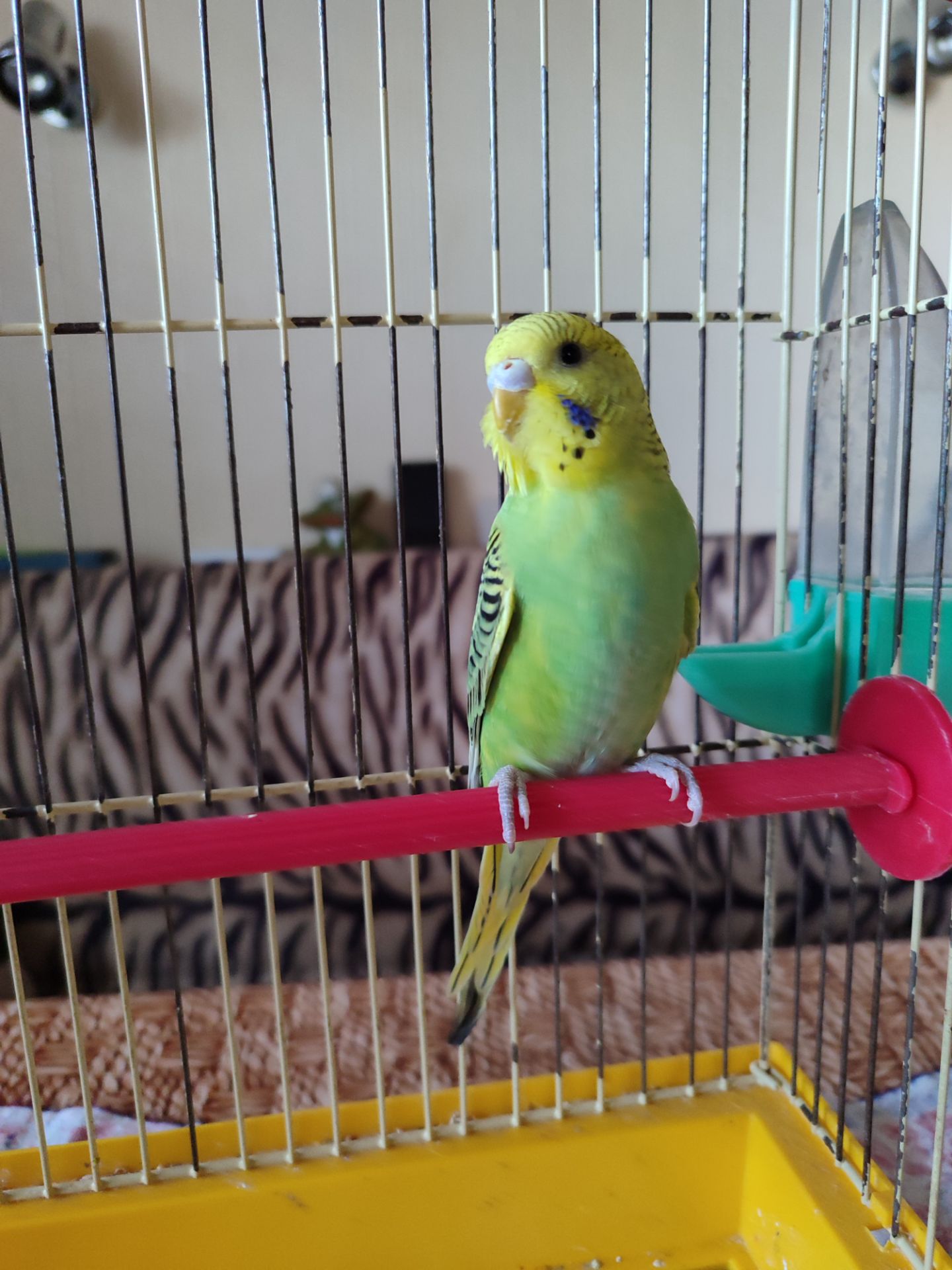 Молодой волнистый попугай, девочка